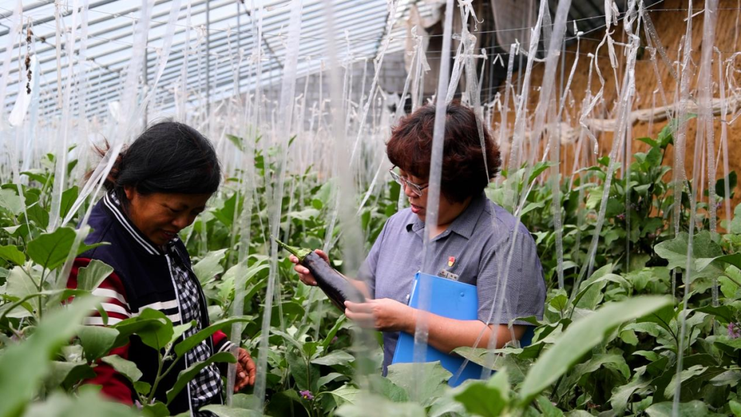 從田間到舌尖，德融酒管公司鮮蔬集采供應鏈搭建完成
